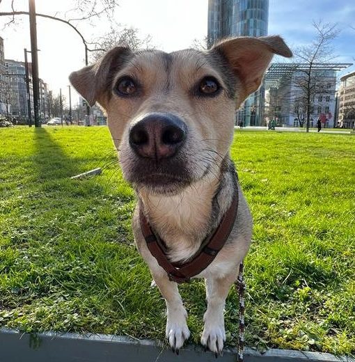 Neugieriger Hund auf einer Wiese in Düsseldorf
